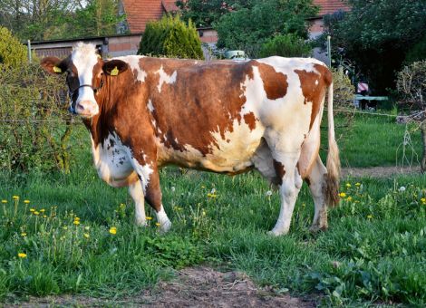 Zu den Adressen, die über Jahre hinweg konstant immer wieder 100 000-Liter-Kühe vorstellen konnten, gehört der Betrieb von Willi Gerhard auf dem Zollhaus bei Wirmighausen. Jetzt kam mit der Kontur-Tochter Erika VG85 eine weitere Kandidatin dazu, die mit neun Laktationen und einer Durchschnittsleistung von 9 554 - 4,01 - 3,28 die Rekordgrenze geknackt hat. Die bei Ralf Bödicker-Stecker, Eimelrod, geborene Kuh wurde von Karl Emde, Bünighausen, erworben und als der Nachbar von Willi Gerhard die Milchviehhaltung einstellte, ging Erika in die inzwischen deutlich angewachsene Herde der Familie Gerhard. Mit Konstanz und Sicherheit hat sie dort über Jahre hinweg auf hohem Niveau produziert und zeigte sich bei der Ehrung noch als sehr vitale, frische Kuh. Die Wertschätzung, die Willi Gerhard mit dieser soliden Kuh zum Ausdruck bringt, lässt sich auch daran ablesen, dass er sie vor kurzem noch einmal über Embryotransfer nutzte, da die weibliche Nachzucht auf natürli­chem Wege relativ knapp ausgefallen ist. Nicht nur das hervorra­gende Management auf dem Betrieb hat sicherlich zu der Leistung beigetragen, sondern auch die Genetik, die auf der Vaterseite mit Orka eine Kuh in der Ahnenliste führt, die eine Lebensleistung von 130 000 Liter Milch geschafft hat. „Auch wenn wir schon einige Kühe mit dieser Lebensleistung vorzeigen konnten, ist es für mich doch immer etwas Besonderes, wenn eine Kuh dieses Leistungsziel erreicht“, fasst Willi Gerhard seine Erfahrungen zusammen. Text/Foto: Jost Grünhaupt, LLH