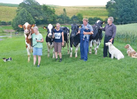 Seit vielen Jahren gehört der Holsteinzuchtbetrieb von Wilfried und Eckhard Hauck aus Schiffelbach zu den besonders erfolgreichen Ausstellern in Hessen. Zugleich hat es die Familie geschafft, die Zahl der Dauerleistungskühe kontinuierlich zu steigern und vor kurzem konnte sogar ein Quartett vorgestellt werden, das in der Summe eine Lebensleistung von über 450 000 kg Milch nachweisen kann. Die älteste ist die Boss Iron-Tochter Doreen VG 86, die bei elf Abkal­bungen mit einem Durchschnitt von 10 272 - 3,92 - 3,25 sehr konstant produziert hat und auf dem Betrieb Alfred Hooss in Loshausen geboren wurde. Auch die Morty-Tochter BT Albany VG 86 zeigte sich noch in hervorragender Verfassung und hat eine mittlere Leistung von 12 417 - 3,79 - 3,29 bei acht Abkalbungen erreicht. Das Leistungspotenzial und die Veranlagung zu hohen Lebensleistungen sind vor allen Dingen auf der Mutterseite verankert, denn die Mutter Anja und die Großmutter Audrey haben bei acht sowie neun Laktatio­nen ebenfalls herausragende Leistungszahlen nachgewiesen. Aus der züchterisch stark genutzten Wilhelmine-Linie des Betriebs Biele­feld in Dalvers stammt die Modest-Tochter BT Willa VG 89, die bei sieben Laktationen und einem Mittel von 12 605 - 3,90 - 3,35 die Leistungsgrenze wiederum deutlich überschritten hat. Die bekanntes­te ist ohne Zweifel die in der Schweiz geborene Rustler-Tochter Nikita EX 92, die in den letzten Jahren den Zuchtbetrieb Hauck vielfach sehr erfolgreich bei großen Schauen vertreten hat. Dazu gehören mehrere Siegertitel bei Hessens Zukunft, erfolgreiche Teilnahmen bei der Deutschen Holstein-Schau in Oldenburg, Spitzenplätze beim All-German-Wettbewerb des Deutschen Holsteinverbandes und die Teilnahme bei der Europäischen Holsteinschau im Jahr 2010 in Cremona. Immer wieder hat gerade diese Kuh durch ihre exzellente Erscheinung im Körperbau und das noch bestens aufgehangene Euter bei einer Durchschnittsleistung von 11 475 - 4,36 - 3,31 viele Blicke auf sich gezogen. 
Die Anzahl der erfolgreichen, oftmals siegreichen Schaukühe, welche die 100 000-Liter-Grenze überschreiten, ist nach wie vor gering und unterstreicht zugleich das „gute Händchen“, das Wilfried und Eckhard Hauck beim Ankauf von Nikita hatten. Sicher hat dieses extrem langlebige und leistungsfähi­ge Quartett maßgeblich mit dazu beigetragen, dass der Betrieb Hauck in den letzten Jahren häufig erstklassige Färsen über die Auktionen in Alsfeld und bei anderen Gelegenheiten anbieten konnte. Zugleich unterstreichen die vier Kühe, dass es kein Widerspruch ist, herausragende Spitzenkühe im Schaubereich präsentieren zu können und gleichzeitig einen starken Wert auf langlebige Linien zu legen. Text/Foto: Jost Grünhaupt, LLH Kassel