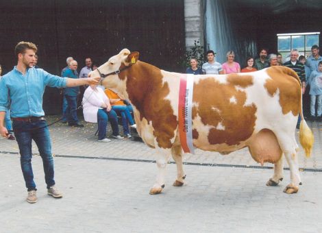 Nach Susi im Jahr 2010 ist die Kuh Inter von Eilig die zweite Kuh aus dem Zuchtbetrieb der Betriebsgemeinschaft Schäfer aus Beerfelden-Airlenbach die in diesem Jahr die 100 000-Liter-Marke übertreffen konnte. Auf einer besonderen Feier mit vielen Gratulanten berichtete Ernst Schäfer über die Anfänge, die zu dieser Hochleistungskuh führten. Grundlage zu dieser Blutlinie ist die im Jahr 1982 aus der Bestandsaufgabe von Erwin Hankhammer aus Neesbach angekaufte Schaukuh Evelin. Aus dieser Linie geht die am 8. September 2004 geborene Kuh Inter hervor. Wegen einer vorhandenen E-Linie im Bestand wurden die Nachkommen dieser Linie auf den Anfangsbuchstaben I umgestellt. Hervorzuheben ist die einheitliche Leistung der Kuh, die in allen zehn Kontrolljahren immer zwischen 9 000 und 10 000 Liter Milch, zwischen 4,00 und 4,12 Prozent Fett und zwischen 3,38 und 3,43 Prozent Eiweiß lag. Kaum eine Tierschau in Beerfelden fand in den letzten zehn Jahren ohne die Jubiläumskuh Inter statt. Ihre mit viermal Beurteilungsnote acht erfolgte Einstufung führte neben Fitness und gutem Exterieur auch dazu, dass sechs Söhne, auch in Herdbuchbetrieben, eine sichere Vererbung zeigen. Die weibliche Nachzucht überzeugt im Betrieb Schäfer und Ist durch die I-Linie sehr stark vertreten. Inter erwartet mittlerweile ihr zwölftes Kalb und erfreut sich bester Gesundheit. Auch der Betrieb Schäfer zeigt, dass das Wohlbefinden der Tiere und das tiergerechte Management Voraussetzungen sind, um gesunde, langlebige und leistungsstarke Kühe im Stall zu haben. Text/Foto: Gerhard Pleik