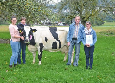 Kürzlich konnte die Schäfer-Wolf GbR aus Höchst-Dusenbach ihre Wekotal-Tochter Geli VG 85 nach Überschreiten der Lebensleistung von 100 000 Li­ter präsentieren. Bei der Vorstellung zeigte sich die 14-jährige Kuh in einer mustergültigen Verfassung: nicht nur der Körperbau, sondern vor allem das Beinwerk und alle wichtigen Eutermerkmale sind bei dieser Kuh noch absolut erstklassig. Die Durchschnittsleistung bei zehn Abkalbungen liegt bei 9 799 - 4,11 - 3,53. Deutlich darü­ber liegende Höchstleistungen brauchte die Kuh nicht, um die 100 000 Liter-Grenze zu überschreiten. Leider waren fast alle Kälber männlich, so dass die Hoffnung der Besitzerfamilien jetzt auf dem letzten weiblichen Kalb von Lazio ruht. Maßgeblichen Anteil am Überschreiten der 100 000-Liter-Marke hatte der im Jahr 2013 vorhandene Deckbulle, der damals für die Trächtigkeit sorgte, so erinnert sich Klaus Werner Wolf. Zu den absoluten Besonderheiten im Lebenslauf der Kuh gehört ihre Präsenz beim Hessischen Bauerntag anlässlich der Verabschiedung von Marie Wolf als Milchkönigin, die es sich nicht nehmen ließ, bei der Würdigung der Kuh selbst präsent zu sein. Das Engagement der gesamten Familie für die Milchviehhaltung lässt sich auch an der Beteiligung an dem Programm KuhVision ablesen und damit ist eine weitere Weichenstellung für eine zukunftsorientierte Milchviehhaltung auf dem Betrieb Schäfer/Wolf in Dusenbach gegeben. Text/Foto: Jost Grünhaupt, LLH Kassel