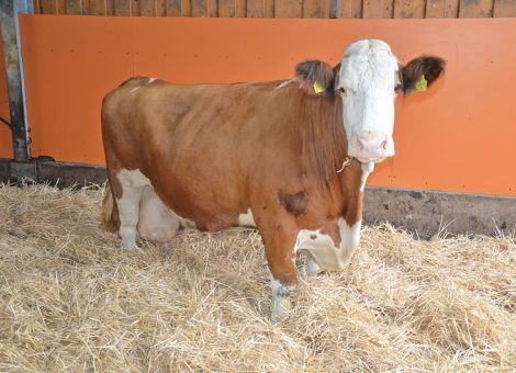 Mit 14 Jahren erreichte die Humid-Tochter Lisa von der Familie Saul in Breitenbrunn im Odenwald die 100 000-Liter-Grenze. Sie ist die erste auf diesem Betrieb, der seit vielen Jahren aktiv in der Fleckvieh­zucht ist. Lisa hat ihre komplette Lebensleistung in dem Zweiraumlaufstall mit Tiefstreu im Liegebereich erbracht, ein System, das laut Gerald Saul durchaus Vorteile im Kuhkomfort hat. Aber man darf den Mehraufwand, zum Beispiel hinsichtlich Strohbergung, nicht unterschätzen. Speziell im Körperbau und auch in der Gleichmäßigkeit des Euters überzeugt Lisa noch und zeigt die positiven Attribute ihres Vaters, der sich den Ruf als guter Kuhmacher erworben hat. Familie Saul hatte einige weitere gute Kühe dieses Bullen im Stall. Die Durchschnittsleistung bei zehn Abkalbungen liegt mit 8 613 - 3,88 - 3,32 auf einem soliden Niveau ohne extreme Höchstleistungen und auch die beiden Zwillingsabkalbungen haben der Stabilität der Kuh keinen Abbruch getan. „Insgesamt sind Kühe mit diesem Leistungsbild und konstanter Produktion über viele Jahre hinweg für unseren Betrieb absolut passend“, so Gerald Saul. Umso mehr freut sich die gesamte Landwirtschaftsfamilie, dass es ihnen jetzt auch gelungen ist, sich in die Liste der Adressen mit 100 000 Liter-Kühen bei der Rasse Fleckvieh einzureihen. Text/Foto: Jost Grünhaupt, LLH Kassel