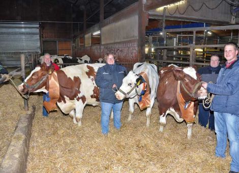 Vor kurzem konnte die Familie Hewecker in Wolferode ein Trio an 100 000-Liter-Kühen vorstellen, das es bisher in dieser Form in Hessen noch nicht gegeben hat. Die im Betrieb gezogene Jocko Besne-Enkelin Nr. 386 GP 84 steht kurz vor der neunten Abkalbung und hat einen Durchschnitt von 11 836 - 3,85 - 3,30 nachgewiesen und geht auf langlebige Kühe des Betriebes zurück. Im Rahmen der Aufstockung kam vor über zehn Jahren die Aerospace-Tochter Xenia auf den Betrieb, die bei Günter Steinhagen in Grifte gezo­gen wurde und auch diese Kuh hat es bei zehn Abkalbungen auf einen Durchschnitt von 10 046 - 3,70 - 3,26 gebracht. Auffallend ist, dass auch hier die Langlebigkeit über die Mutterlinie mit acht beziehungsweise neun Abkalbungen bestens abgesichert ist. „Auch wenn Xenia inzwischen die älteste Kuh im Stall ist, hat sie ihren eigenen Kopf behalten und das Laufen am Strick mag sie bis heute überhaupt nicht“, betonte Julia Hewecker bei der Präsenta­tion. Die Dritte der Gruppe ist die Flip-Tochter Ilse, die als Rotviehkuh auf dem Betrieb von Christian Damm in Rauschenberg geboren wurde und deren Durchschnitt bei neun Abkalbungen mit 11 170 - 3,97 - 3,34 auf einem ähnlichen Niveau liegt. Sie wechsel­te nach der fünften Abkalbung auf den Betrieb Hewecker, da sie für das automatische Melken auf dem Hof Damm nicht wirklich ge­eignet war und daher nach Wolferode kam, wo in einem großen Gruppenmelkstand gemolken wird. Aus „Dankbarkeit“ produzierte Ilse in den letzten drei Laktationen in ihrer neuen Heimat auf konstant sehr hohem Niveau und die älteste Tochter ist bereits wieder in die Herde integriert worden. Die intensiven Managementmaßnahmen, die seit einiger Zeit auf dem Betrieb Hewecker erfolg­reich umgesetzt werden, aber auch das dreimalige Melken haben sicherlich dazu beigetragen, dass dieses Trio in so rüstiger Manier prä­sentiert werden konnte. Text/Foto: Jost Grünhaupt, LLH Kassel