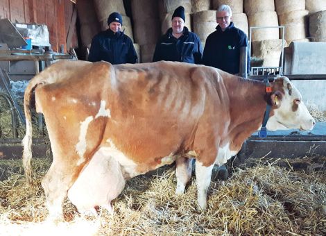 Zweifellos gehört die Kuh mit der Stall-Nr. 1 aus dem Betrieb von Holger Limpert, Schlitzenhausen, zu den ältesten Milchkühen in Hessen, da sie in einigen Wochen bereits 18 Jahre alt wird. Anlässlich der Bezirksversammlung der Fleckviehzüchter Fulda-Main-Kinzig wurde die alte Dame den Gästen nach der 15. Abkalbung präsentiert. „Wenn eine Kuh dieses Alter erreicht, hat das sicherlich viele Gründe“, fasste Holger Limpert seine Erfahrung zusammen. Ihre Leistungsfähigkeit gehört dazu, aber auch die Durchsetzungsfähigkeit in der Herde. Ebenso die Veranlagung, die sie von ihrem Vater Reval mitbekommen hat, der aus dem Betrieb von Gerd Gerlach, Breunings, stammt und in dessen Herde sich viele, sehr langlebige Kühe befinden. Auffallend ist die stabile Fruchtbarkeit der Kuh, die aktuell bei 107 000 kg Milch Gesamtleistung liegt und bei den 15 Abkalbungen lag die Zwischenkalbezeit fast immer unter 400 Tagen. Bestens nachvollziehbar ist, dass Holger Limpert alle Töchter der Kuh zur Bestandsergänzung aufgestallt hat und selbstverständlich auch die beiden jüngsten mit den Vätern Mint und Pandora im Boxenlaufstall in Schlitzenhausen bleiben werden.Grünhaupt, LLH Kassel