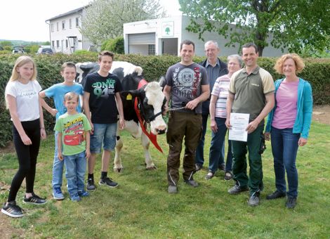 Seit kurzem ist ein weiterer Betrieb in der Liste der Kühe mit einer Lebensleistung von über 100 000 Liter Milch zu finden, denn auf dem Hof der Familie König in Ober-Mörlen konnte die Chamin-Tochter Galaxi nach Überschreiten der 100 000-Liter-Grenze vorgestellt werden. In der achten Laktation hat sie die Leistungsgrenze mit einem Durchschnitt von 10 878 - 3,84 - 2,95 überschritten und wie viele Kühe mit dieser hohen Lebensleistung ab der zweiten Laktation zwischen 10 000 und 13 000 kg Milch produziert. Auch zwölfjährig zeigt die Kuh noch einen tadellosen Körperbau mit einer ausgeprägten Rippentiefe, die an die Vererbung ihres Großvaters Champion erinnert; auch die Euterqualität ist nach wie vor einwandfrei. Während manche der alten Damen durch ihren eigenen Kopf auffallen, ließ sich Galaxi sogar durch den Garten der Familie König führen. Zwei Töchter von Galaxi sind bereits im Laufstall zu finden und in der Jungviehabteilung sind zwei weitere Töchter aus den letzten Abkalbungen vorhanden, so dass die überlegene Genetik von Galaxi ihre Fortsetzung auf dem Betrieb der Familie König finden wird. Grünhaupt, LLH Kassel.