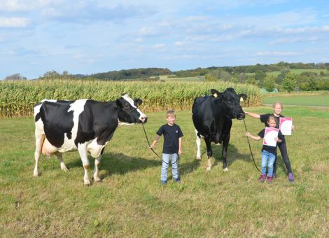 Mehrfach konnte die Familie Seipel aus Stumpertenrod in den zurückliegenden Jahren Kühe mit einer Lebensleistung von über 100 000 Liter Milch vorstellen. Das ist bei einer etwa 30 Kühe umfassenden Herde, die im Anbindestall mit eingestreuten Laufställen für Frischmelker und Trockenstehende gehalten wird, schon eine beachtliche Leistung. Mit berechtigtem Stolz weist Ute Seipel darauf hin, dass die beiden Kühe SEI Titanic VG 85 (V: Spirte) und SEI Cherry GP 84 (V: Bacculum) die Nummer 13 und 14 mit über 100 000 Liter Milch auf dem Betrieb sind. Ein unumstößliches Zeichen dafür, dass ein Anbindestall nicht zwangsläufig hohe Lebensleistungen ausschließt. Dabei steht der Kuhstall nicht direkt neben dem Wohnhaus, sondern befindet sich am anderen Ende des Dorfes und ist angepachtet. „Man muss schon bereit sein, auch mal einen zusätzlichen Weg auf sich zu nehmen, um nach den Kühen in den verschiedensten Situationen zu schauen. Sonst hätten wir auch nicht diese hohe Anzahl an Lebensleistungskühen“, ist sich die ganze Familie Seipel einig. Bereits die fünfte 100 000er Kuh aus der gleichen Mutterlinie ist SEI Cherry, die bei acht Abkalbungen mit über 10 376 - 3,45 - 3,35 gelistet ist. Deutlich darüber liegt das Leistungsniveau der neunjährigen SEI Titanic mit 13 109 - 3,40 - 2,94 bei sieben Abkalbungen. Letztendlich hat auch die hohe Anzahl an Dauerleistungskühen in den letzten Jahren dazu beigetragen, dass aus dem Betrieb Seipel konstant erstklassige Färsen über den Auktionsstandort Alsfeld in die unterschiedlichsten Richtungen verkauft werden konnten. Dass die Betreuung der Kühe plus anteiliger Nachzucht für alle Generationen auf dem Hof Seipel ein wichtiges Thema ist, war auch bei der Präsentation des Duos zu sehen, denn die Jungzüchter Lilly, Tom und Anna-Lena präsentierten die beiden Kühe mit berechtigtem Stolz auf der Weidefläche neben dem Stall. Text/Foto: Grünhaupt, LLH Kassel
