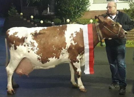 Erste 100 000 Liter Kuh auf dem Hof der Familie Dersch in FKB Dörnholzhausen. Züchterkollegen, Freunde, Nachbarn und Vertreter verschiedener Firmen waren zur Feier der Flash Tochter Biene gekommen, die in den letzten Wochen die Lebensleistung von 100 000 Litern erreichte. Beachtlich sind die guten Inhaltsstoffe von Biene ( 4,45 Prozent Fett / 3,51 Prozent Eiweiß ). Zwölf Kälber brachte Biene bei elf Abkalbungen zur Welt. Mutter und Großmutter haben beide sieben mal gekalbt. Langlebigkeit steckt also in der Familie von Biene. Zwei Töchter und eine Enkelin sind im Bestand von Stefan Dersch. Eine Tochter wurde im Sommer abgekalbt nach Polen verkauft. Schade, aber vielleicht laden die Käufer aus Polen mal zur 100 000 Liter Feier ein?  Besonders aber ist es der Familie Dersch zu verdanken, dass Biene diese Leistung erbrachte. Management, gute Haltungsbedingungen und die gute Pflege der Kühe und Rinder sind ein Garant für den Erfolg. Dies zeugt auch dafür, dass die Familie Dersch aktiv in der Zuchtrindervermarktung tätig ist. Text/Foto: Pohlmann
