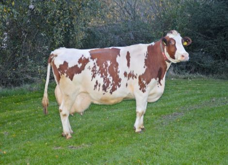 In einer absolut beeindruckenden Verfassung wurde auf dem Hof der Familie Golomb in Schwarzenborn die Malvoy-Tochter Prima VG 86 nach Überschreiten der 100 000 Liter-Grenze vorgestellt. Das Leistungspotential ist hier offensichtlich von beiden Elternteilen weitergegeben worden, denn ihre Mutter lag hinsichtlich Milchmenge auf einem sehr guten Niveau und Malvoy gehört auch heute noch zu den absoluten Spitzenbullen für Milchleistungsmerkmale. Das kann man auch daran erkennen, dass die Durchschnittsleistung der Kuh bei acht Abkalbungen in der Größenordnung von 12.616 - 3,31 - 3,26 liegt und zwei Laktationsleistungen lagen über 15 000 kg Milch. „Das hat die Kuh problemlos gemacht“, fasst Heidi Golomb die Leistungsbereitschaft von Prima zusammen, die in der Herde, die seit 15 Jahren automatisch gemolken wird, keinerlei Sonderbehandlungen erfährt. Über die in direkter Linie vorhandene weibliche Nachzucht, aber auch die Nachkommen ihres Sohnes Pablo, der im Betrieb genutzt wurde, wird die überlegene Genetik hinsichtlich Leistungsmerkmalen und Fitness dieser Spitzenkuh weiterverbreitet.
Text/Foto: Grünhaupt, LLH Kassel