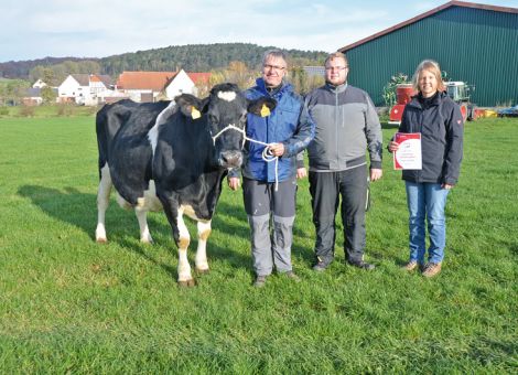 Mit absoluter Konstanz und der dazu notwendigen Vitalität hat es die Ingo-Tochter Gelina 10/VG85 unter die Top drei nach Gesamtlebensleistung in Hessen geschafft. Die Grenze mit 10 000 kg Fett und Eiweiß hat sie schon lange überwunden und jetzt hat sie auch die 15 000 kg Marke geknackt. „Das ist schon etwas Besonderes“, fassen Reinhold Liese und seine Familie in Rhöda, unter der A44 gelegen, ihre Eindrücke zusammen. „Die erste Kuh mit über 100 000 Liter Milch hatten wir vor 20 Jahren und jetzt hat Gelina sogar die 150 000 kg überschritten und tragend ist sie auch wieder, denn aktuell befindet sie sich in der Trockenstehergruppe“, so Reinhold Liese. Mit ihrer Durchschnittsleistung von 10 646 - 4,30 - 3,32 hat sie konstant auf sehr hohem Niveau produziert und ist aktuell die letzte Kuh, die noch auf dem Hof Liese im Melkstand gemolken wurde. Inzwischen ist bereits der zweite Melkroboter im Einsatz und trotz der kurzen Striche hat es nie Probleme beim Melkablauf gegeben und auch beim Merkmal Eutergesundheit ist die alte Dame nach wie vor im Spitzenbereich in der Herde. Alles wichtige Merkmale, um eine solch herausragende Lebensleistung zu erreichen. In der Herde ist einiges an Nachzucht von Gelina vorhanden und damit sind die Voraussetzungen gegeben, dass vielleicht mal wieder eine Kuh mit einer besonders hohen Lebensleistung auf dem Hof der Familie Liese vorgestellt werden kann.
Text/Foto: Grünhaupt, LLH Kassel