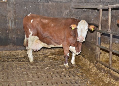 Nach Überschreiten der 100 000-Liter-Grenze wurde die noch mit viel Frische und Bewegungsfreudigkeit ausgestattete Masolino-Tochter Karla auf dem Hof der Familie Schreiner in Altenhain Grenze präsentiert. „In der Herde läuft die alte Dame noch nach wie vor gut mit und an Anbinden oder Festhalten ist bei ihr nicht zu denken“, fassen Martin und Stefanie Schreiner ihre Erfahrungen zusammen. Da war die Zwillingsschwester, die auch äußerlich sichtbare Unterschiede zeigte, schon anders. Das Leistungsniveau bei elf Abkalbungen mit 8 619 – 4,11 – 3,48 ist charakteristisch für eine Dauerleistungskuh und auch bei ihrer Mutter Klara, einer Motor-Tochter, waren bereits acht Abkalbungen mit überlegenen Leistungsdaten festzustellen. Zum Glück ist einiges an weiblicher Nachzucht von der 100 000-Liter-Kuh vorhanden: Ob es eine davon schafft, in die Fußstapfen ihrer Mutter zu treten, wird die Zeit zeigen, da ist sich das engagierte Züchterehepaar mit einem Lächeln im Gesicht einig.
Text/Foto: Grünhaupt, LLH Kassel