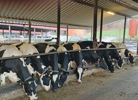 Seit einigen Jahren gibt es immer wieder hessische Milchviehbetriebe, die mehrere Kühe mit einer Lebensleistung von über 100 000 Liter Milch in ihrem Bestand haben. Der bisherige Spitzenwert lag bei sieben Kühen an einem Tag. Dieser Wert wurde jetzt von Gerd Holschuh und Susanne Zwick im Erbacher Ortsteil Erbuch übertroffen: Nachdem bereits im vergangenen Jahr sechs Kühe auf der Weide präsentiert werden konnten, hat es das engagierte Betriebsleiterpaar geschafft, drei weitere Kühe mit über 100 000 Liter Milch zu präsentieren, und die sechs Kühe vom vergangenen Sommer sind ebenfalls noch in der Herde. 
Damit sind aktuell neun Kühe mit einer Lebensleistung von über 100 000 Liter Milch in dem Boxenlaufstall in Erbuch! Ergänzt wurden in den letzten Monaten die Kühe Akazie (V: Laurenz), Citra (V: Laurenz) und Ola (V: Lesko), die mit ihren Durchschnittsleistungen von 9 600 bis hin zu 13 300 kg Milch gewisse Unterschiede in ihrem Leistungspotenzial zeigen. Die jüngste des Trios, die Kuh Citra, war nicht weit von ihrem 9. Geburtstag entfernt, als sie die Grenze schaffte. 
In der Ahnengalerie sind auf der weiblichen Seite bei allen drei Kühen solide Lebensleistungen zu finden, wahrscheinlich gibt es aber viele Gründe, weswegen Susanne Zwick und Gerd Holschuh aktuell diese neun Kühe präsentieren können. Eines ist jedoch ganz sicher, es gehört nicht nur das berühmte Quäntchen Glück dazu, um neun Kühe mit dieser Lebensleistung in einer Reihe vorweisen zu können. 
Da gehört sicher ein erhebliches Maß an Passion für Milchkühe dazu, das die beiden engagierten Milchviehhalter seit Jahren an den Tag legen.
Text: Grünhaupt, LLH Kassel, Foto: privat