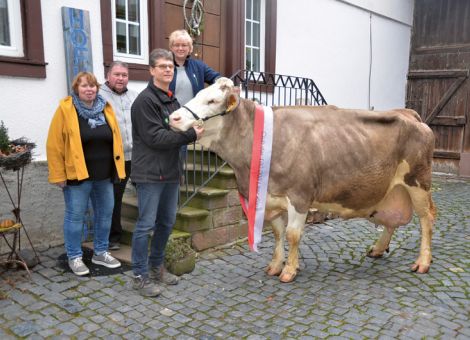 Obwohl bereits in der zweiten Hälfte des Jahres 2018 die Milchviehhaltung auf dem Hof von Pia und Bernhard Hillerich in Ueberau eingestellt wurde, konnte jetzt die Samut-Tochter Latina nach Überschreiten der 100 000 Liter-Grenze im Rahmen einer kleinen Feier den Gästen vorgestellt werden. Ein ganz entscheidender Grund für die hohe Lebensleistung hat sicherlich die grundsätzliche Einstellung von Pia und Bernhard Hillerich, die sich nach Aufgabe der Milchproduktion auf dem Hof und Verkauf der Herde Richtung Süddeutschland entschieden, ihre vier ältesten Kühe im Alter von 10 bis 12 Jahren nicht mit auf die Reise zu schicken. „Uns war sehr daran gelegen“, „dass die Kühe hier in der Nähe noch weiter gemolken werden können.“ Auf dem Hof von Rüdiger und Andrea Mayer im benachbarten Habitzheim fand das produktive Leben der alten Kühe seine Fortsetzung. Im letzten Herbst wurde das zwölfte Kalb von Latina geboren und mit ihrer Durchschnittsleistung von 8 775 - 3,61 - 3,32 hat sie auf konstant sehr solidem Niveau produziert. Dieses ist zum einen auf den hochabgesicherten Vater Samut zurückzuführen, aber auch ihre Großmutter Lettina brachte es ebenfalls schon auf zehn Abkalbungen und eine Durchschnittsleistung von über 8 500 kg Milch. Latina selbst ist aktuell in hervorragender Verfassung und zeigte den Gästen, weswegen sie bei der Tierschau in Beerfelden ausgestellt wurde, denn extrem wenig Fleckviehkühe zeigen 13-jährig noch eine solche Vitalität und Qualität in allen wichtigen Exterieurmerkmalen.   Text/Foto: Grünhaupt, LLH Kassel