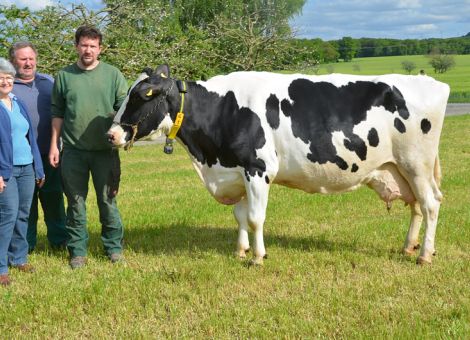 Auf dem bekannten Zuchtbetrieb der Familie Gleiser in Schweinsberg hat kürzlich mit der Virzil-Tochter Ulfa VG89 eine weitere Kuh die 100 000 Liter-Grenze überschritten. Nachdem die bisherigen Kandidatinnen aus züchterisch ebenfalls stark genutzten anderen Kuhfamilien dieses Betriebes stammten, gehört Ulfa zu dem ebenfalls in der Herde stark verzweigten und äußerst erfolgreichen U-Stamm. Ihr Leistungsvermögen kommt durch den Durchschnitt von 10 686 – 4,13 – 3,62 bei acht Abkalbungen deutlich zum Ausdruck und auch in den Vorfahrengenerationen waren sowohl die Milchmenge als auch die Inhaltsstoffe stets auf sehr gutem Niveau. Ulfa´s Mutter Utina gehörte zu den interessantesten Rindern im hessischen Zuchtprogramm und wurde als Färse mehrfach gespült. Viele Embryonen gingen an auswärtige Kunden. „Danach“, so Karl Gleiser, „haben wir sie nochmal mit einem Bullen angepaart, der eher meinen Vorstellungen entsprach und ich habe mich für den in Italien gezüchteten Virzil entschieden.“ Wenn man das Ergebnis sieht, dann war es wohl eine richtige Entscheidung. Ulfa´s Großmutter war die Eminenz-Tochter Unesco, eine ehemals schauprämierte, enorm leistungsstarke Kuh, die in gleicher Weise im Zuchtprogramm als Bullenmutter genutzt wurde. In den zurückliegenden Jahren waren mehrfach Kühe aus dieser Linie sehr erfolgreich, und eine beachtliche Zahl an hessischen Landwirten hat Genetik aus dieser Kuhfamilie im Stall, sei es über die zahlreichen in Alsfeld angebotenen Jungbullen oder Färsen oder über den Besamungsbullen Burning, der im Programm bei Qnetics im Angebot ist. Die elfjährige Ulfa zeigte sich in einer hervorragenden Verfassung und speziell das sehr klare, mit besten Klauen versehene Fundament und der nach wie vor tadellose Eutersitz zeigen die Qualität, die in diesem Kuhstamm steckt. Ein weiterer Erfolg für die Familie Gleiser, die seit langer Zeit zu den erfolgreichsten und aktivsten Anbietern von Zuchtvieh in Hessen zählt. 
Text/Foto: Grünhaupt, LLH Kassel
