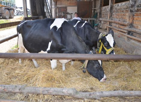 Der Betrieb der Familie Dach in Herleshausen reihte sich kürzlich in die Liste der Adressen mit Kühen über 100 000 Liter Lebensleistung ein und präsentierte mit den Kühen Nr. 155 (V: Omaha) und Nr. 159 (V: Adilo) gleich zwei Kandidatinnen, die fast zeitgleich diese Lebensleistungsgrenze geschafft haben. Auch das Leistungsbild beider Kühe ist sehr ähnlich, denn mit einer Durchschnittsleistung von über 10 000 kg Milch bei acht Laktationen und Inhaltsstoffen von 3,9 – 3,35 liegen diese Kühe auf einem relativ häufig vorzufindenden Level. 
Bei der Präsentation wies Michael Dach darauf hin, dass er heute der einzige verbliebene Milcherzeuger in Herleshausen ist. Eine Entwicklung, die man vor 30 Jahren nicht für möglich gehalten hätte. Vielleicht sei es ein Vorteil, dass der Kuhstall und im Besonderen der angeschleppte eingestreute Bereich für die Frischmelker in Sichtweite des Wohnhauses ist und damit ein schnelles Handeln, wenn erforderlich, möglich ist. „Da sieht man doch schneller mal, ob etwas Unvorhergesehenes passiert, und kann entsprechend eingreifen“, so der erfahrene Milchviehhalter. „Schade, dass wir den geplanten Termin mit der Kindergartengruppe unserer Enkelkinder nicht umsetzen konnten, das hätten wir gern gemacht, um den Mitbürgern in dem inzwischen fast milchviehlosen Ort Herleshausen mal das reale Leben auf einem Milchviehbetrieb zeigen zu können. Aber dazu wird sich sicherlich noch eine Gelegenheit finden, wenn die Zeit mit den Kontaktbeschränkungen wieder vorbei sein wird“, hofft die Familie Dach. 
Text/Foto: Grünhaupt, LLH Kassel