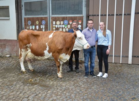 Seit einigen Wochen ist die Liste der Fleckviehzuchtbetriebe mit einer 100 000 Liter-Kuh um den Betrieb der Familie Tobelander in Groß-Seelheim erweitert worden. Mit sehr viel Frische wurde dort die Regio-Tochter Balerina präsentiert, die mit einer Durchschnittsleistung bei zehn Abkalbungen von 9 967 – 3,50 – 3,34 ihre Leistungsbereitschaft deutlich bewiesen hat. Auffällig sind bei der Kuh die sehr konstanten Abkalbungen: Die zehn Kalbetermine lagen generell zwischen den Monaten April und Juni. Dabei, so der Hinweis von Heinrich Tobelander, war die Töchterfruchtbarkeit einer der wenigen Diskussionspunkte bei dem sonst schon überragenden Vererbungsprofil des Bullen Regio. „Möglicherweise war es unsere letzte Portion, die zum Einsatz gekommen ist, aber mit Sicherheit ist Balerina die beste Tochter von Regio, die wir auf dem Betrieb hatten“, so Heinrich Tobelander. Die älteren Töchter von Balerina wurden im Betrieb zur Bestandsergänzung behalten und aktuell gibt es Töchter von Raldi, Wattking und Watango, die auch bereits in Milch sind oder im Jungviehstall zu finden sind. „Es war auch ein bisschen eine Fügung des Schicksals, dass die Kuh noch hier ist, denn vor etwa vier Jahren hatte sie eine ernsthafte Krise und ich stand mit dem Tierarzt im direkten Kontakt, was wir machen könnten, um die Kuh behalten zu können. Vielleicht hat sie unser Gespräch mitgehört, jedenfalls stand sie auf, als der Tierarzt in den Stall kam, und wir haben Balerina behalten können. Und danach gab es nie wieder eine Problemsituation in ihrem Leben“, fasst Heinrich Tobelander seine Eindrücke zusammen. Wenn sich eine zwölfjährige Kuh mit über 100 000 Liter Milch noch in einer so guten Verfassung befindet, wie es bei Balerina der Fall ist, dann ist sie es auch wert, gewürdigt zu werden. Da sind sich Heinrich Tobelander und Gabriel Heister absolut einig und hoffen jetzt darauf, dass von der vorhandenen weiblichen Nachzucht möglichst viele die hervorragende Veranlagung der Kuh mitbekommen haben.Text/Foto: Grünhaupt, LLH Kassel