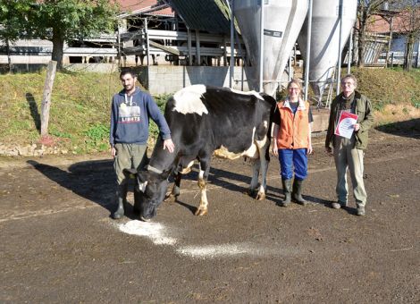 Mit berechtigtem Stolz wurde auf dem von der Familie Keller geführten Hof Konradsdorf in Ortenberg-Selters die erste Kuh mit über 100 000 Liter Lebensleistung präsentiert. Auf diesem Betrieb wird seit vielen Jahren Milchviehhaltung nach den Richtlinien des biologischen Landbaus umgesetzt und die Gibor-Tochter Donna GP 82 liegt mit einer Durchschnittsleistung von 8 680 – 3,84 – 3,15 bei zehn Abkalbungen auf einem vorzüglichen Niveau und offensichtlich hat sie ihre herausragende Veranlagung von beiden Elternteilen bekommen. Bekanntlich zählt ihr Vater zu den Spitzenvererbern für Nutzungsdauer und Langlebigkeit in der gesamten deutschen Holsteinzucht und die Mutter Dorothea hatte es ebenfalls auf neun Abkalbungen mit hervorragenden Leistungsdaten gebracht. Dabei, so betonen Helmut Keller, die Herdenmanagerin Sylvia Nicht und auch der Mitarbeiter Patrick Riederer, stehen in Konradsdorf nicht hohe Leistungen im Vordergrund, sondern das Wohl der Tiere mit möglichst langem Verbleib in der Herde ist dem gesamten Team sehr wichtig. Entsprechend sind die Ställe ausgelegt und den Kühen steht ein sehr gut dimensionierter Laufhof ganzjährig zur Verfügung. Damit sind auf dem Betrieb der Familie Keller die besten Voraussetzungen gegeben, auch in Zukunft wieder eine Kuh mit sehr hohen Lebensleistungen vorstellen zu können. Text/Foto: Grünhaupt, LLH Kassel