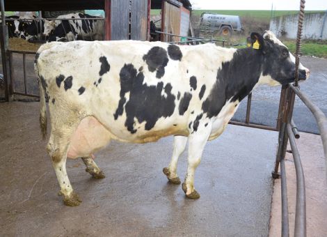 Zu den zehn Kühen mit der höchsten Gesamtlebensleistung in den hessischen Milchviehbetrieben (die Lebensleistungen liegen über 140 000 kg Milch) zählt die Jelto-Tochter Fritzi im Besitz der Familie Stullich in Schlitz. Dabei entspricht das Erscheinungsbild der Kuh, die vor Wochen ihr elftes Kalb auf die Welt gebracht hat und eine Durchschnittsleistung von 11 797 – 3,38 – 2,92 nachweisen kann, in keiner Weise dem einer Kuh, die 16 Jahre alt ist. Absolut frisch und mit einer auffallenden Fitness ausgestattet, präsentierte sich die alte Dame auf dem Laufhof. „Trotz dieses Leistungsvermögens war Fritzi immer sehr unkompliziert, leider haben wir nicht allzu viel weibliche Nachzucht von ihr“, fasst Jürgen Stullich seine Eindrücke zusammen. Ein deutlicher Hinweis für das Erreichen der hohen Lebensleistung ist auf dem Datenblatt von Fritzi zu finden: Ihre Mutter und Großmutter haben es ebenfalls im Mittel auf zehn Abkalbungen gebracht und gehörten auch zu dieser Zeit sicherlich zu den leistungsstärksten Kühen in der Herde. Aufgewertet wird das Ganze noch über ihren Vater Jelto, der sich auf breiter Basis in den hessischen Milchviehherden als Lieferant dauerhafter Kühe mit hohen Lebensleistungen einen sehr guten Namen gemacht hat. Jedenfalls geht Jürgen Stullich davon aus, dass Fritzi noch einige Zeit in der Herde bleiben wird und weiterhin fleißig Milch produziert. Seine Auffassung, dass diese Kuh schon etwas Besonderes ist, kann man nur voll und ganz unterstreichen.
Text/Foto: Grünhaupt, LLH Kassel