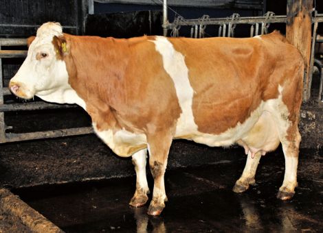 Mit auffallender Frische konnte die Familie Waurig aus Lanzenhain vor kurzem ihre Hostress-Enkelin Minna präsentieren, die vor einigen Monaten die Leistungsgrenze von über 100 000 Liter Milch überschritten hat. Das Leistungsniveau der Kuh ist bei zehn Abkalbungen mit 9 636 – 3,97 – 3,45 auf sehr gutem Niveau und ohne auffällige Schwankungen dokumentiert. Beide Großmütter haben ebenfalls acht Abkalbungen nachgewiesen. Möglicherweise ist diese Veranlagung zur langen Nutzung über diesen Weg sehr gut weitergegeben worden. Besonders auffällig im Lebenslauf der Kuh ist, dass sie mit allen Melksystemen, die in den zurückliegenden zehn Jahren auf dem Hof Waurig umgesetzt wurden, offensichtlich sehr gut klargekommen ist. „Beim Wechsel vom automatischen Melken auf den jetzigen Swing-Over-Melkstand war die Kuh bereits zehn Jahre alt. Aber das hat sehr gut funktioniert“, erinnert sich Christoph Waurig. Die überlegene Veranlagung, kombiniert mit dem guten Management auf dem Hof Waurig, haben maßgeblich zum Überschreiten der 100 000 Liter-Grenze beigetragen und die Familie Waurig ist guter Dinge, dass sie auch in naher Zukunft wieder eine Kuh mit der gleichen Lebensleistung präsentieren kann.
Text: Grünhaupt, LLH Kassel/Foto: Grob, Qnetics