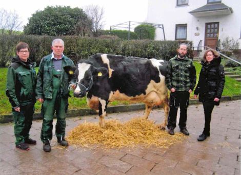 Mit absoluter Konstanz hat die Radius-Tochter Olympia auf dem Hof der Familie Heinz im mittelhessischen Stockhausen die 100 000-Liter-Grenze überschritten. Dass es für die Familie dann auch ein gewisser Stolz ist, so eine Kuh noch so frisch vorstellen zu können, ist bestens nachvollziehbar. Denn die rüstige Kuh zeigt sich 16-jährig noch mit einer auffallenden Festigkeit und ist in allen wesentlichen Merkmalen in einer hervorragend guten Kondition. Die Durchschnittsleistung liegt bei 11 Abkalbungen bei 9.241 - 4,11 - 3,02 und große Schwankungen hat es in ihrem Leistungsbild nicht gegeben. Ihr Vater Radius war ein Sohn des weltweit sehr erfolgreichen Vererbers Rudolph, der gerade hinsichtlich Nutzungsdauer ein Spitzenvererber war. Über die Mutterlinie kommen bekannte Namen wie Manat und Integrity mit dazu. Ohne jegliche Sonderbehandlung hat die Kuh die hohe Lebensleistung erreicht, fasst Familie Heinz ihre Eindrücke zusammen und das ist eine ganz wichtige Eigenschaft. Jetzt ist Olympia in gewisser Form ein Aushängeschild für den Betrieb Heinz in Stockhausen und die gesamte Familie freut sich darauf, in absehbarer Zeit mal wieder eine Kuh mit dieser Lebensleistung präsentieren zu können. Text: Grünhaupt, LLH Kassel, Foto: privat