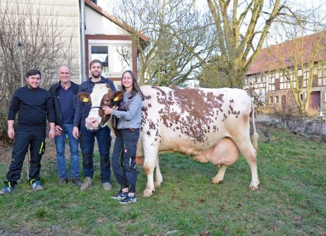 Die Vorstellung der Zacco-Tochter Hellen nach einer Lebensleistung von über 100 000 Liter Milch ist für die Familie Dersch aus Louisendorf schon etwas Besonderes, denn es ist die erste Kuh in ihrem Betrieb, fassen Daniel und Wilfried Dersch ihre Eindrücke zusammen. Gleichzeitig ist Hellen auch der Beweis dafür, dass auch in Anbindeställen hohe Lebensleistungen möglich sind, denn man muss das in Relation zu den in Anbindeställen gehaltenen Milchkühe sehen: inzwischen bewegt sich in Hessen die Zahl in Richtung 5 Prozent. Auffällig sind die hohen Inhaltsstoffe, die man beim Blick auf das Datenblatt der Kuh schnell erkennt, denn ihre Durchschnittsleistung liegt bei 11 Abkalbungen bei 8.640 - 4,68 - 3,70. Auch die weiblichen Vorfahren der Kuh liegen ebenfalls auf einem sehr hohen Niveau bei Fett und Eiweiß in Verbindung mit weit überdurchschnittlichen Abkalbezahlen. Natürlich ruhen die Hoffnungen der Familie Dersch jetzt auf den drei Töchtern ihrer Dauerleistungskuh, die alle noch relativ jung sind und diese im Betrieb weit überdurchschnittliche Kuhfamilie weiter im Bestand stabilisieren werden.Text/Foto: Grünhaupt, LLH Kassel