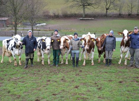 Mit einem Sextett an Kühen, dessen aufaddierte Lebensleistung aktuell bei 675 000 Liter Milch liegt, konnte vor kurzem die Familie Hauck in Schiffelbach aufwarten. Wie nicht anders zu erwarten, waren dabei mehrere Kühe mit von der Partie, die aus sehr erfolgreichen Kuhfamilien stammen. Mit BT Wega VG 85 war eine Tochter des Ausnahmevererbers Shottle dabei, die auf die sehr erfolgreiche W-Linie des Betriebs Bielefeld, Dalvers (Ausbildungsbetrieb von Eckhard Hauck) zurückgeht. Bei 10 Abkalbungen liegt die mittlere Leistung bei 11 297 - 4,20 - 3,41 und vergleichbare Leistungszahlen sind auch bei ihren Vorfahren zu finden. Diese Kuhfamilie hat sich in vielen Betrieben erfolgreich durchgesetzt und war ein Garant für hohe Leistungen bei sicheren Inhaltsstoffen. 
Farblich sehr ähnlich ist die Herdengefährtin BT Antike VG 85, deren herausragendes Leistungspotenzial durch die mittlere Laktationsleistung von 12 221 - 4,52 - 3,31 bestens gekennzeichnet ist. Sie geht auf die ebenfalls mit deutlich über 100 000 kg Milch gelistete Jed-Tochter Anja zurück, die aus dem Betrieb Fürst Solms stammte. 
Einen komplett internationalen Background hat die dunkelrote Advent-Tochter Rachel EX 90, die über die Väterfolge September und Rudolph auf die sehr bekannte Spitzenkuh Renita zurückgeht. Das enorme Leistungspotenzial von Rachel (8/12.708 - 4,61 - 3,60) ist bei einem Blick auf die Zuchtwerte der Bullen in ihrem Pedigree schon erstaunlich, aber wahrscheinlich hat sich hier die Stärke der Kuhfamilien durchgesetzt. 
Ebenfalls auf Advent geht die Aragorn-Tochter BT Daylight VG 87 zurück. In den weiteren Generationen dieser Kuh taucht eine Tochter des Nutzungsdauerspezialisten Stadel auf, die auf den bekannten und seit Generationen sehr erfolgreichen D-Stamm der Zuchtstätte Niermann zurückgeht. Auch bei dieser Väterfolge war sicherlich nicht mit einer Durchschnittsleistung von 11 438 - 4,44 - 3,42 bei acht Abkalbungen zu rechnen. 
Bei der Vorstellung war auch die noch im Betrieb befindliche Rustler-Tochter Nikita EX 92 in der Reihe, die über viele Jahre hinweg zu den erfolgreichsten Ausstellungskühen des Zuchtbetriebes Hauck zählte. Mehrere Siegertitel bei Hessens Zukunft in Alsfeld, erfolgreiche Teilnahmen bei der Bundesschau in Oldenburg und sogar eine Teilnahme bei der Europaschau 2010 in Cremona kann Nikita vorweisen, von der es auf der weiblichen Seite im Betrieb Hauck, aber auch anderen Herden erfolgreiche Nachkommen in mehreren Generationen gibt. 
Die jüngste des Sextetts ist die gerade 10-jährige Laron P-Tochter BT Philine EX 91, die damit sicher die erste Tochter des Qnetics Top-Vererbers Laron P mit über 100 000 Liter Milch ist. Die Stärken dieser Kuh, speziell bei Fundament und Euter, wurden ebenfalls vielfach bei Ausstellungen gewürdigt und auch sie ist eine erfolgreiche Teilnehmerin der Nationalschau in Oldenburg. Auch hinter BT Philine steht eine erfolgreiche Mutterlinie, die im Betrieb Hauck auf die äußerst erfolgreiche Ausstellungskuh WH Paola zurückgeht. Aus dieser Kuhfamilie gibt es im Betrieb eine größere Anzahl an erstklassigen Kühen, die sich heute auf verschiedene Zweige aufteilen und der Rotfaktor kam über Philines Großvater Talent hinzu. Das Leistungspotenzial dieser Kuh ist bei sechs Abkalbungen mit 13 173 - 4,03 - 3,44 auf bestem Niveau und ihr Gesamtzuchtwert liegt auch heute noch bei 116. 
Auch wenn es bei den Müttern der Kühe nicht immer sofort zum Vorschein kommt, sieht man, dass bei diesem Sextett erstklassige Kuhfamilien, die in vielen Betrieben auch international sehr erfolgreich waren, dahinterstehen. Über die im Betrieb vorhandene weibliche Nachzucht aus diesen Kühen erhofft sich die Familie Hauck selbstverständlich auch in Zukunft wieder herausragende Dauerleistungkühe vorstellen zu können.Grünhaupt, LLH Kassel