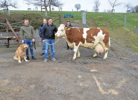 Im Fleckviehzuchtbetrieb der Familie Zatocil in Annelsbach im Odenwald wurden bereits wiederholt Kühe mit über 100 000 Liter Milch vorgestellt. Jetzt wurde die Liste dieser Kühe mit der Samler-Tochter Lora erweitert. Sie gehört zu dem in der Herde weit verzweigten L-Stamm, aus dem bereits vor 30 Jahren mit der Hardys-Tochter Loni die erste Kuh mit dieser für damalige Verhältnisse noch viel weniger vorstellbaren Lebensleistung vorgestellt werden konnte. Die noch sehr vitale Kuh liegt aktuell bei einer Durchschnittsleistung von 9 035 - 4,24 - 3,66 bei 10 Laktationen und ein maßgeblicher Teil dieses genetischen Potenzials ist mit Sicherheit von ihrer Großmutter, einer Romel-Tochter, weitergegeben worden, die auch jahrelang zu den leistungsstärksten Kühen in der Herde gezählt hat. Sicher hat die Durchsetzungsfähigkeit der Kuh, da ist sich die gesamte Familie einig, entscheidend zu dieser enormen Lebensleistung beigetragen, und Sonderbehandlungen hat es auch hier nie gegeben. Gleichzeitig wird die erfolgreiche züchterische Arbeit des Betriebes auch mit der Präsentation einer weiteren Kuh mit über 100 000 Liter Milch noch einmal deutlich zum Ausdruck gebracht. Text/Foto: Grünhaupt, LLH Kassel