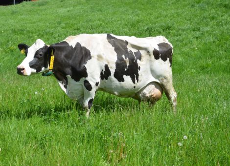Als typische Kuh mit einer hohen Lebensleistung von über 100 000 Liter Milch präsentierte sich die Otto-Tochter mit der Stall-Nr. 310 auf dem Hof der Familie Schmidt in Hornbach im südlichen Odenwald. Die Kuh zeigt eine auffallende Frische und Festigkeit und ist auch in der Bewegung noch sehr unkompliziert, was beim Rundgang der Kuh um den Stall herum nicht zu übersehen war. „Dass die Kuh diese hohe Lebensleistung erbracht hat, liegt sicherlich auch daran, dass sie sich immer durchzusetzen wusste und in der Herde einen entsprechenden Status hat“, fasst Gerold Schmidt seine Eindrücke zusammen. Bei 10 Laktationen und einer Durchschnittsleistung von 10 220 – 3,73 – 3,21 liegt sie im normalen Bereich und hat von ihrer Mutter (8 Kälber) und der Großmutter über den Vater, die ebenfalls deutlich über 100 000 Liter Milch gegeben hat, von beiden Seiten die hohe Veranlagung mitbekommen. Jetzt hofft die gesamte Familie Schmidt, dass die vorhandene weibliche Nachzucht in ihre Fußstapfen treten wird und fleißig die beiden automatischen Melksysteme in dem relativ neuen Laufstall aufsuchen wird.Text/Foto: Grünhaupt, LLH Kassel