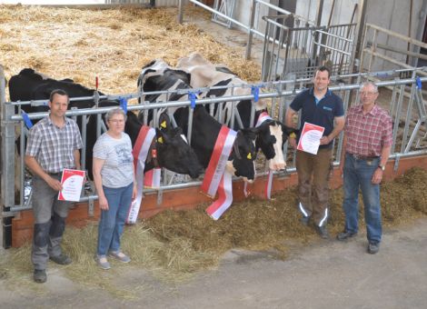 Ein sehr gutes Trio an 100 000-Liter-Kühen wurde kürzlich auf dem Hof der Familie König in Ober-Mörlen präsentiert. Die Älteste der Gruppe ist die Minister-Tochter Hexe, die bei acht Laktationen eine Durchschnittsleistung von 10 590 – 3,77 – 2,89 nachweist und auch die Höchstleistung war erst in der achten Latation mit 12 710 kg Milch. Auffallend sind die hohen Gesamtlaktationsleistungen, denn hier ist in der achten Laktation mit 554 Melktagen über 18 000 kg Milch erbracht worden. Zwei Jahre jünger sind die Jelder-Tochter Alisa GP 83 und die Olympic-Tochter Gipsi GP 84, die mit Durchschnittsleistungen von 11 971 – 3,78 – 3,11 beziehungsweise 11 455 – 3,70 – 3,01 gelistet sind. Nach Angaben der beiden Betriebsleiter ist die Leistung in den letzten Jahren verstärkt auf die Verbesserung im gesamten Management zurückzuführen und somit ist eine Präsentation von gleich drei Kühen mit über 100 000 Liter Milch sicherlich schon etwas Besonderes. Alle drei Kühe zeigen sich noch in sehr guter Form und im Besonderen die Qualität der Euter mit einem Sitz am Sprunggelenk ist schon bemerkenswert. Für die nächste Generation erwarten sich die Betriebsleiter jetzt weniger eine Steigerung in den durchschnittlichen Laktationsleistungen, aber ein etwas höherer Eiweißgehalt wäre schon erstrebenswert. Anteil daran hat sicherlich auch der aktuelle Herdenbulle Julian mit sehr guten Zuchtwerten für Inhaltsstoffe, von dem gegenwärtig das Trio komplett tragend ist. Zur Präsentation des bemerkenswerten Trios wurde dann auch die Gelegenheit wahrgenommen und das Foto vom Boden des Melkstandes umgesetzt – eine äußerst seltene Möglichkeit für solche Zwecke. Text/Foto: Grünhaupt, LLH Kassel