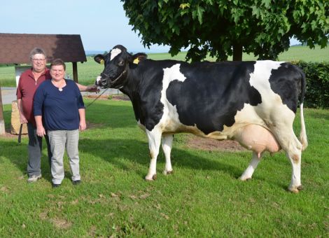 Bei der Familie Hecker in Geismar hat vor kurzem eine besondere Kuh die 100 000-Liter-Grenze überschritten. Die Niagra-Tochter Sanita VG 85 hat vor weniger als 10 Jahren das Licht der Welt erblickt und geht auf eine ganz besondere Mutterlinie zurück. Immerhin waren die Goldwin-Tochter Saturday als Mutter sowie deren Mutter Santje beide auf der Nationalschau ausgestellt und ebenfalls enorm leistungssicher. „Als ich Santje bei der Bestandsaufgabe bei Karl-Heinz Sielaff bei Sachsenhausen geholt habe, habe ich etwas mehr Geld als normal ausgegeben, doch die anfängliche Kritik ist schnell verflogen“, erinnert sich Hubert Hecker noch gut an diese Spitzenkuh. Sie stammte aus einer Design-Tochter und davor kam die Ausnahmekuh Saphir, eine Tab-Tochter aus dem Betrieb Schweinsberger in Niederwald. Mit einer Durchschnittsleistung bei sechs Laktationen von 12 468 – 3,46 – 3,35 ist das Leistungspotenzial hinreichend beschrieben und Sanita zeigt sich mit neuneinhalb Jahren in bester Verfassung. Vor allen Dingen der feste, gleichmäßig aufgebaute Rücken ist nach wie vor absolut auffallend. Jetzt hofft die gesamte Familie Hecker, dass die Nachzucht von Sanita auch wieder möglichst lange bei ihnen im Betrieb Milch erzeugen wird und freut sich darüber, dass diese Kuh mit diesem außergewöhnlichen Papier die 100 000-Liter-Grenze überschritten hat.Text/Foto: Grünhaupt, LLH Kassel