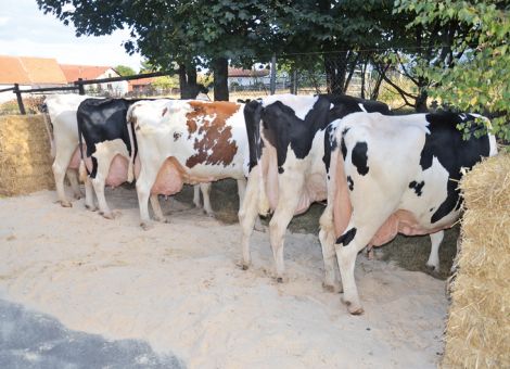 Gleich eine ganze Handvoll an Kühen mit 100 000 Litern Milch wurde kürzlich auf dem Hof von Christian Pohlmann in Rhenegge präsentiert. Dabei ging der Betriebsleiter darauf ein, dass die Kühe in dem großen Laufstall ganz normal in der Herde mitlaufen und das auch absolut problemlos funktioniert. Die älteste Kuh ist die Lasse-Tochter CPR Ramona VG 86, die bereits 120 000 kg Milch produziert hat und mit einer Durchschnittsleistung von 12 415 – 4,37 – 3,53 relativ hohe Inhaltsstoffe zeigt, sicherlich ein Erbe ihres Vaters. Die Kuh verfügt neben ihrem korrekten Körperbau nach wie vor über ein sehr gleichmäßiges Euter und deswegen ist die weitere Nutzung sehr gut möglich. Einen etwas anderen Typ zeigt die Manifold-Tochter CPR Esmee GP 84, die das Bild ihres Großvaters O-Man erkennen lässt und bei neun Abkalbungen mit 11 587 – 4,51 – 3,50 ebenfalls weit überdurchschnittliche Inhaltsstoffe zeigt und auf das nächste Kalb wartet. Auch bei dieser Kuh ist das feste Euter nicht zu übersehen, besonders gut ist die Fruchtbarkeit von Esmee, die noch nie in ihrem Leben mehr als zwei Besamungen für eine Trächtigkeit benötigt hat. Auch mit neun Abkalbungen ist die Ross-Tochter CPR Karina VG 86 in der Liste vertreten, die auf eine überlegene Mutterlinie von Friedrich Wilke zurückgeht. Die sehr stabile, feste Kuh überzeugt mit einer Durchschnittsleistung von 11 857 – 3,77 – 3,32 und stammt aus einer Besamung, die Christian Pohlmann mal bei der Tierschau in Adorf gewonnen hat. „Man sieht also“, so der aktive Betriebsleiter, „dass auch solche Geschenke durchaus sehr sinnvoll sein können.“ Einen ganz anderen Hintergrund hat die Pioneer-Tochter Martina VG 88, die Christian Pohlmann jun. von seinem Ausbildungsbetrieb Brokering mit nach Rhenegge bringen konnte. Die Kuh war im Juli auf der Landesschau in Alsfeld und zeigt sich als sehr milchtypische Kuh mit auffallend klaren Knochen und einem nach wie vor hoch und festsitzenden Euter. Das Leistungsniveau der Kuh wird mit einer Durchschnittsleistung von 14 483 – 3,36 – 3,16 deutlich unter Beweis gestellt. Die fünfte im Bunde war die Goldday-Tochter CPR India VG 88, eine großrahmige, tiefrippige Kuh, die mit neun Jahren bereits die 100 000-Liter-Grenze überschritten hat und die Durchschnittsleistung von 13 518 – 3,71 – 3,42 spricht eine deutliche Sprache über das Leistungsvermögen dieser Kuh. Die hohe Leistung ist auch bei der Mutter festzustellen, einer Ausstellungskuh, die mit einer Lebensleistung von ebenfalls fast 100 000 Liter Milch im Betrieb gestanden hat. Die herausragenden Kühe haben auch schon einiges an Nachzucht gebracht und die ältesten Töchter liegen bereits bei über 90 000 kg Milch. Offensichtlich haben sie nicht zu den vielen frischmelkenden Rindern gezählt, die vom Betrieb Pohlmann an diverse Kunden veräußert worden sind. Die fünf Spitzenkühe zeigten auch, dass die hessische Genetik sich in keinster Weise gegenüber den Töchtern von Bullen aus internationalen Zuchtprogrammen zu verstecken braucht.Text/Foto: Grünhaupt, LLH Kassel