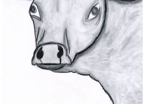 Dieses tolle Kunstwerk hat uns Charlotte (13 Jahre) aus Schlüchtern-Niederzell für die Kinderseite zugeschickt. Die Bleistiftzeichnung zeigt ein Limousin-Rind. Das ist eine Rinderrasse, die ursprünglich aus Frankreich stammt und hell- oder auch dunkelrotes Fell hat.